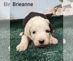 Small Photo #12 Sheepadoodle Puppy For Sale in SEAMAN, OH, USA