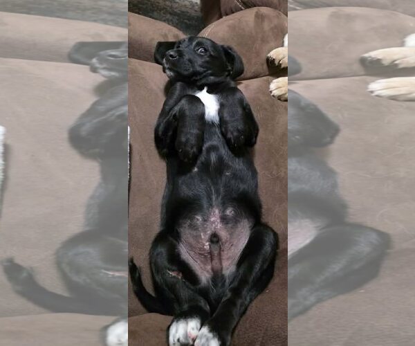 Medium Photo #8 Labrador Retriever-Unknown Mix Puppy For Sale in Mount Laurel, NJ, USA