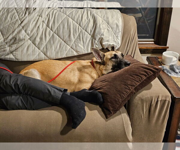 Medium Photo #4 Mutt Puppy For Sale in Stevens Point, WI, USA