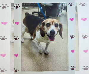Beagle Dogs for adoption in Tampa, FL, USA