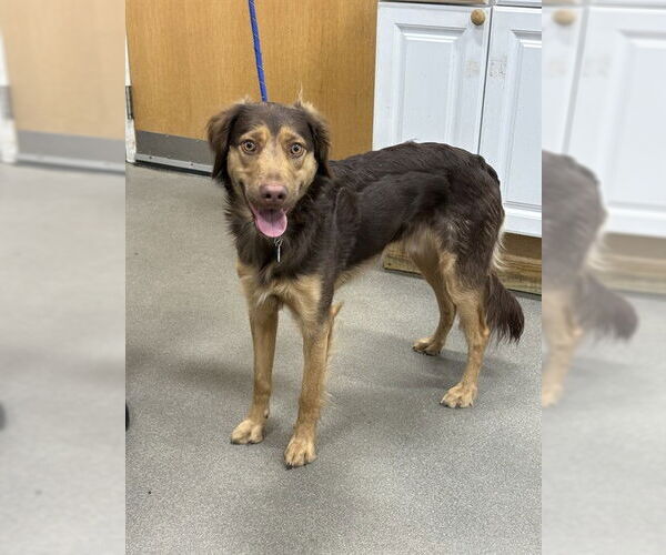 Medium Photo #1 English Setter Puppy For Sale in Forestville, MD, USA