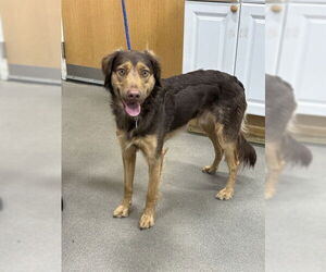 English Setter Dogs for adoption in Forestville, MD, USA