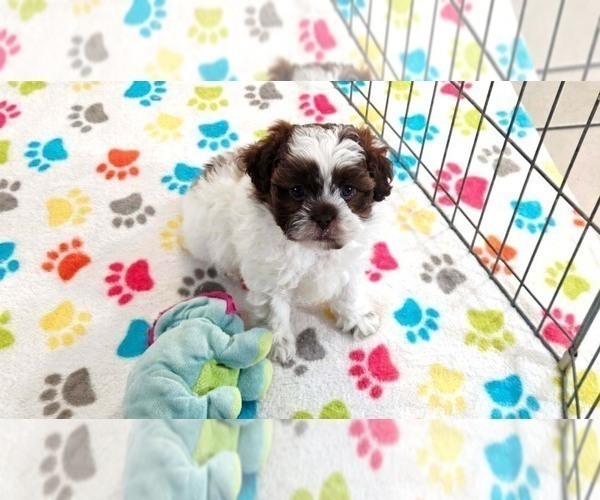 Medium Photo #6 ShihPoo Puppy For Sale in ORO VALLEY, AZ, USA