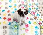 Small #5 ShihPoo