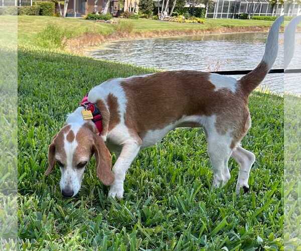 Medium Photo #13 Beagle Puppy For Sale in Dunnellon, FL, USA