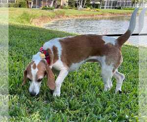 Teela - Female Beagle Dog for Adoption - Photo #13