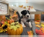Small Photo #1 Schnauzer (Miniature) Puppy For Sale in PORTLAND, OR, USA