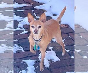 Chihuahua Dogs for adoption in Rootstown, OH, USA