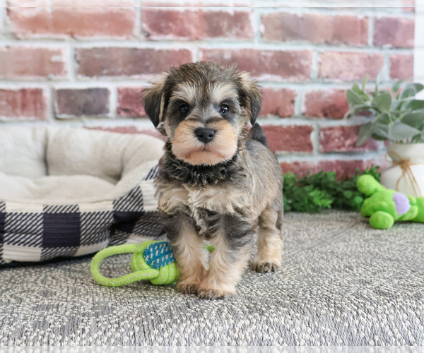 Medium Photo #3 Schnauzer (Miniature) Puppy For Sale in SYRACUSE, IN, USA