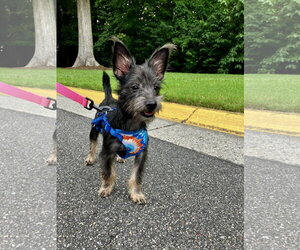 Mutt Dogs for adoption in Virginia Beach, VA, USA