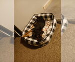 Small Photo #5 Mutt Puppy For Sale in Wyoming, MI, USA