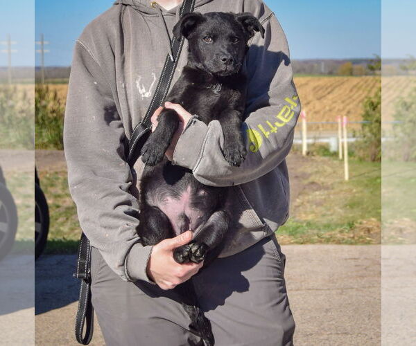 Medium Photo #3 German Shepherd Dog-Unknown Mix Puppy For Sale in Huntley, IL, USA