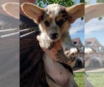Small Photo #1 Pembroke Welsh Corgi Puppy For Sale in MILTON, WI, USA