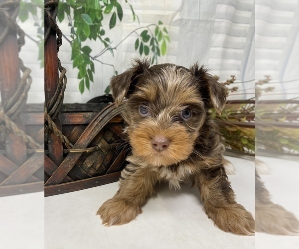Medium Photo #2 Shorkie Tzu Puppy For Sale in SELLERSBURG, IN, USA