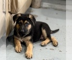 Small #31 German Shepherd Dog