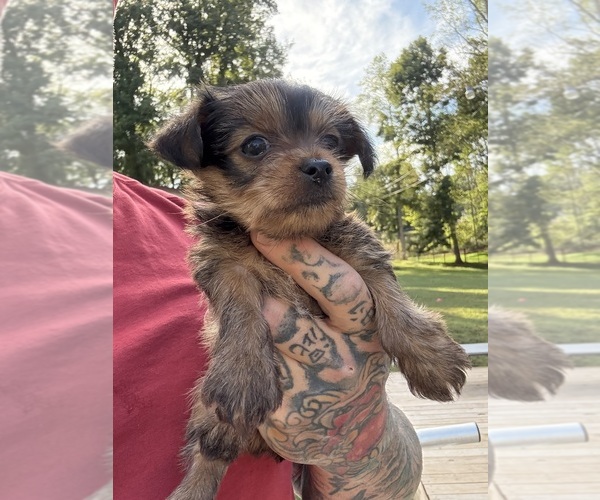 Medium Photo #2 Yorkshire Terrier Puppy For Sale in NEWTON, NC, USA