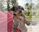 Small #1 Yorkshire Terrier