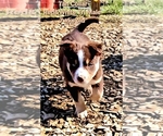 Small Photo #67 Border Collie Puppy For Sale in BYBEE, TN, USA