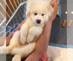 Small #1 Golden Pyrenees