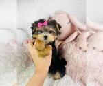Small #3 Maltipoo
