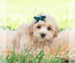 Small #3 Maltipoo (Toy)