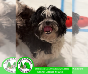 Shih-Poo Dogs for adoption in Stroudsburg, PA, USA