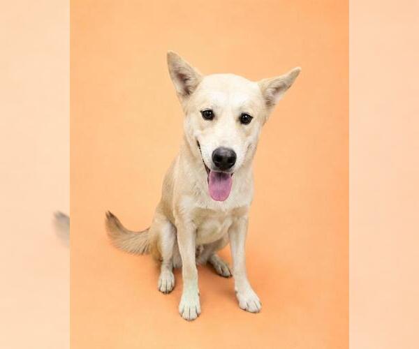 Medium Photo #2 Anatolian Shepherd-Unknown Mix Puppy For Sale in HESPERIA, CA, USA