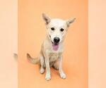 Small #1 Anatolian Shepherd Mix