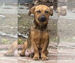 Small #4 Dachshund Mix