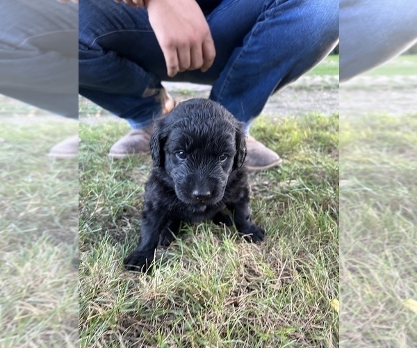Medium Photo #18 Goldendoodle-Newfoundland Mix Puppy For Sale in MORRIS, MN, USA