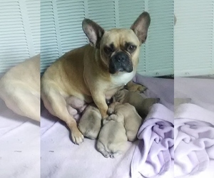 Mother of the French Bulldog puppies born on 03/26/2019