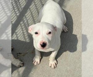 American Pit Bull Terrier Dogs for adoption in Tulsa, OK, USA