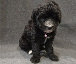 Puppy Winnie Whoodle (Miniature)