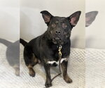 Small Photo #3 German Shepherd Dog-Unknown Mix Puppy For Sale in Dana Point, CA, USA
