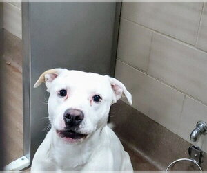 American Pit Bull Terrier Dogs for adoption in Aurora, IL, USA