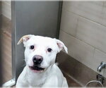 Small American Pit Bull Terrier