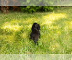 Small #21 Dachshund