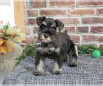 Small Photo #1 Schnauzer (Miniature) Puppy For Sale in SYRACUSE, IN, USA