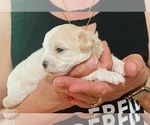 Small Photo #1 Maltipoo Puppy For Sale in LABELLE, FL, USA