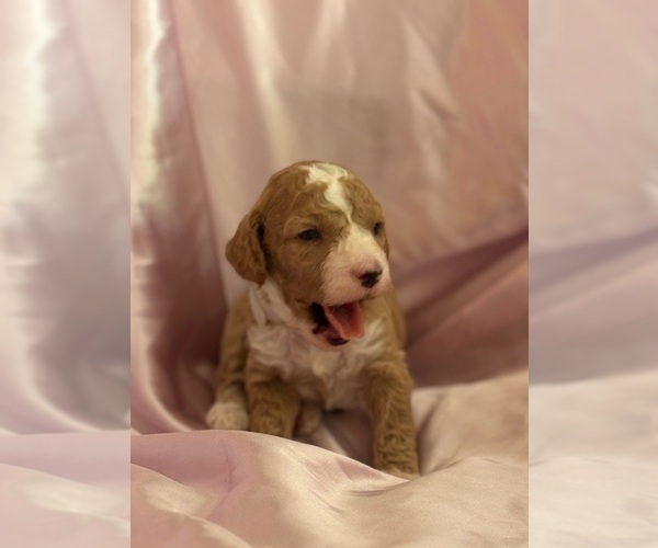 Medium Photo #9 Goldendoodle (Miniature) Puppy For Sale in SAINT MARYS, KS, USA