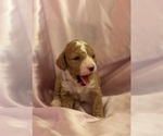 Small #8 Goldendoodle (Miniature)