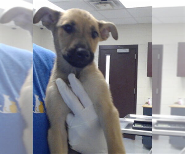 Medium Photo #1 Labrador Retriever-Unknown Mix Puppy For Sale in Fayetteville, NC, USA