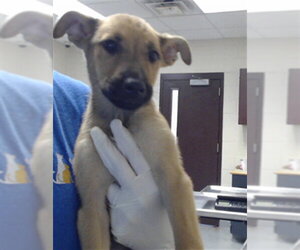 Labrador Retriever-Unknown Mix Dogs for adoption in Fayetteville, NC, USA