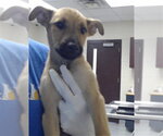 ROSE - Female Labrador Retriever-Unknown Mix Dog for Adoption - Small photo