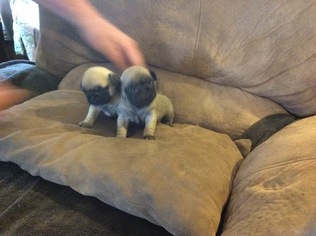 Buggs Puppy for sale in LORRAINE, NY, USA