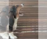 Small #2 Basset Hound