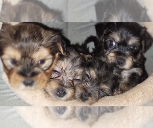 Yorkshire Terrier Puppy for Sale in AKRON, Ohio USA