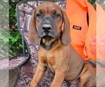 Small #1 Redbone Coonhound