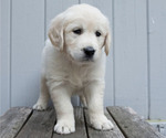 Puppy Aggie Golden Retriever