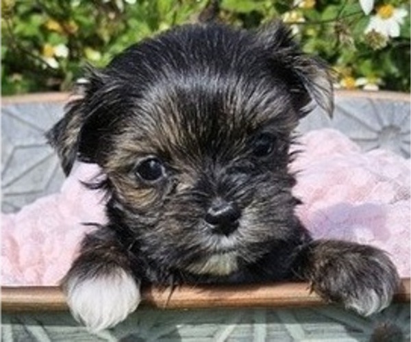 Medium Photo #1 Yorkshire Terrier Puppy For Sale in SARASOTA, FL, USA